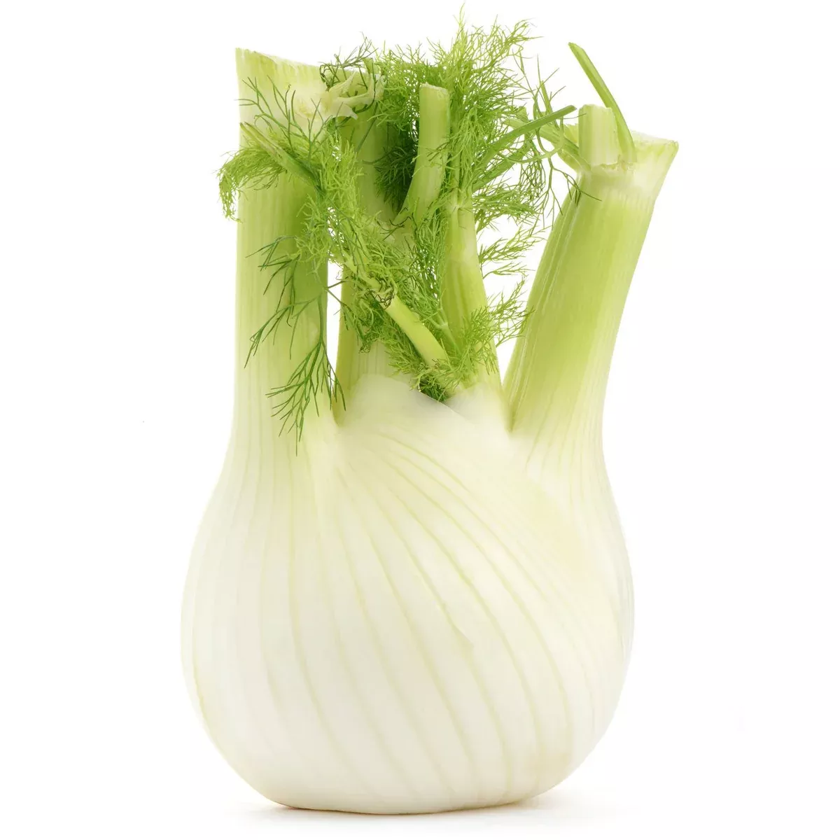 Fennel(1 Unit) (fresh)