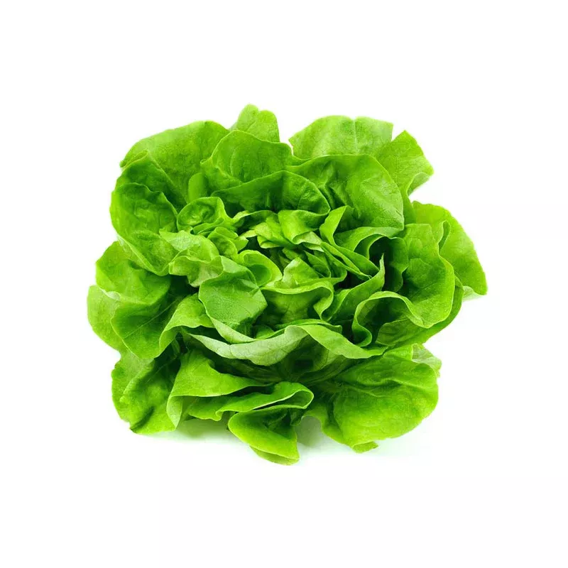 Hydroponic Boston Lettuce (1 Head) (fresh)