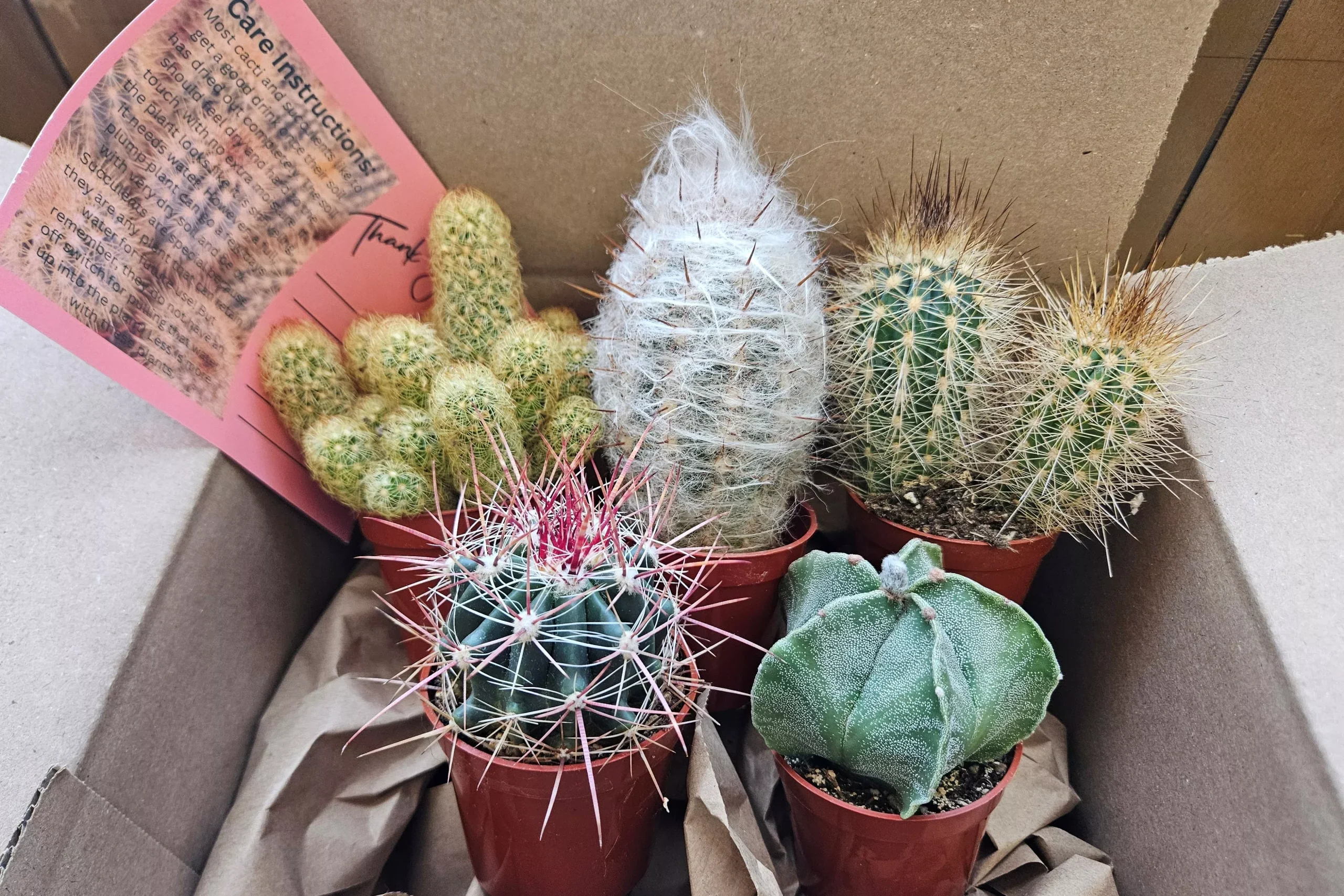 Monthly Cacti Box!